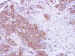 MPP3 Antibody in Immunohistochemistry (Paraffin) (IHC (P))