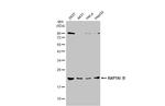 RAP1A Antibody in Western Blot (WB)