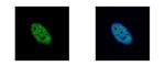 NEK4 Antibody in Immunocytochemistry (ICC/IF)