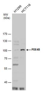 PDE4B Antibody in Western Blot (WB)