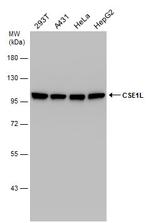 CAS Antibody in Western Blot (WB)