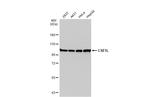 CAS Antibody in Western Blot (WB)