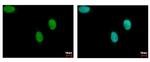 DNA Ligase III Antibody in Immunocytochemistry (ICC/IF)