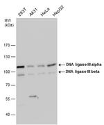 DNA Ligase III Antibody in Western Blot (WB)