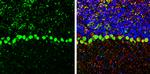 COPD Antibody in Immunohistochemistry (Frozen) (IHC (F))