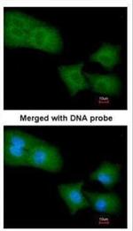 RhoGAP4 Antibody in Immunocytochemistry (ICC/IF)