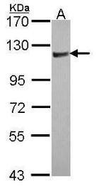 RhoGAP4 Antibody in Western Blot (WB)