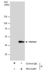 HOMER1 Antibody in Immunoprecipitation (IP)