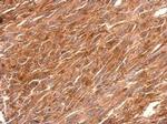 PGCP Antibody in Immunohistochemistry (Paraffin) (IHC (P))