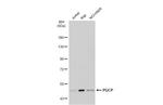 PGCP Antibody in Western Blot (WB)