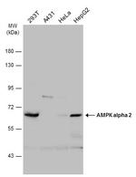 AMPK alpha-2 Antibody in Western Blot (WB)