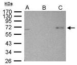 AMPK alpha-2 Antibody in Immunoprecipitation (IP)