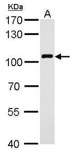 VAV1 Antibody in Western Blot (WB)