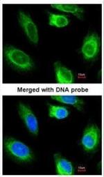 GK2 Antibody in Immunocytochemistry (ICC/IF)