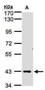 ZNF211 Antibody in Western Blot (WB)