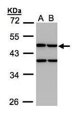 Creatine Kinase MT Antibody in Western Blot (WB)