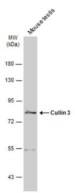 Cullin 3 Antibody in Western Blot (WB)