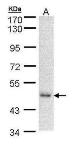 DNAJA2 Antibody in Western Blot (WB)