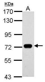 SAMHD1 Antibody in Western Blot (WB)