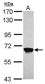 MPP2 Antibody in Western Blot (WB)