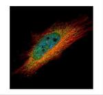 IP6K1 Antibody in Immunocytochemistry (ICC/IF)