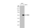 IP6K1 Antibody in Western Blot (WB)