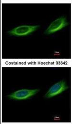 TULP1 Antibody in Immunocytochemistry (ICC/IF)