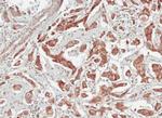 TULP1 Antibody in Immunohistochemistry (Paraffin) (IHC (P))