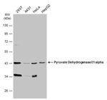 PDHA1 Antibody in Western Blot (WB)