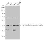 PDHA1 Antibody in Western Blot (WB)