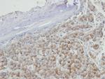 PRPS2 Antibody in Immunohistochemistry (Paraffin) (IHC (P))