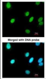 RFC4 Antibody in Immunocytochemistry (ICC/IF)