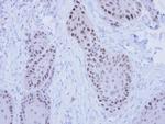 RFC4 Antibody in Immunohistochemistry (Paraffin) (IHC (P))