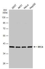 RFC4 Antibody in Western Blot (WB)