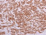 PON2 Antibody in Immunohistochemistry (Paraffin) (IHC (P))