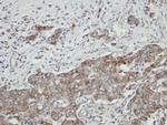 PON2 Antibody in Immunohistochemistry (Paraffin) (IHC (P))