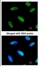 DNAJC7 Antibody in Immunocytochemistry (ICC/IF)