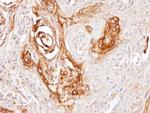 DNAJC7 Antibody in Immunohistochemistry (Paraffin) (IHC (P))