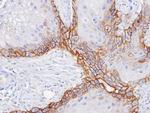 CD98 Antibody in Immunohistochemistry (Paraffin) (IHC (P))