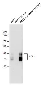 CD98 Antibody in Western Blot (WB)