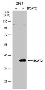 BCAT2 Antibody in Western Blot (WB)