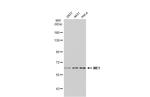 ME1 Antibody in Western Blot (WB)