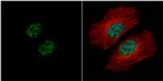 HMBOX1 Antibody in Immunocytochemistry (ICC/IF)