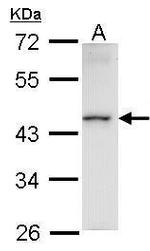 HMBOX1 Antibody in Western Blot (WB)