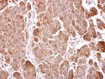 TMEM59 Antibody in Immunohistochemistry (Paraffin) (IHC (P))