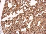 TMEM59 Antibody in Immunohistochemistry (Paraffin) (IHC (P))