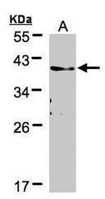 TMEM59 Antibody in Western Blot (WB)