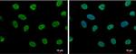 LDB1 Antibody in Immunocytochemistry (ICC/IF)