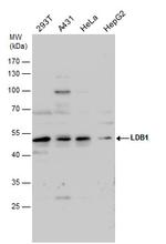 LDB1 Antibody in Western Blot (WB)