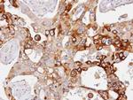 PDE4D Antibody in Immunohistochemistry (Paraffin) (IHC (P))